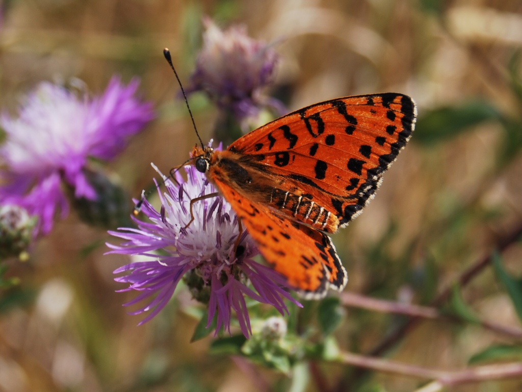 Melitaea?